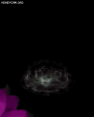 Ч1313 :lovemei1314 ID:31259 