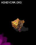 ȵĳ1808 :lovemei1314 ID:31267 