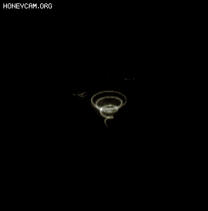 Чز202105016623 :lovemei1314 ID:32217 