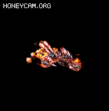 ʮĦгﱦ7059 :lovemei1314 ID:32717 Ħг,,,