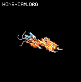 ʮĦгﱦ4242 :lovemei1314 ID:32717 Ħг,,,